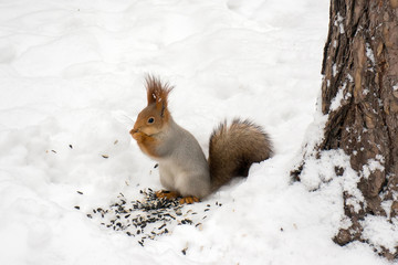 Naklejka na ściany i meble A squirrel eating nuts and seeds in winter forest