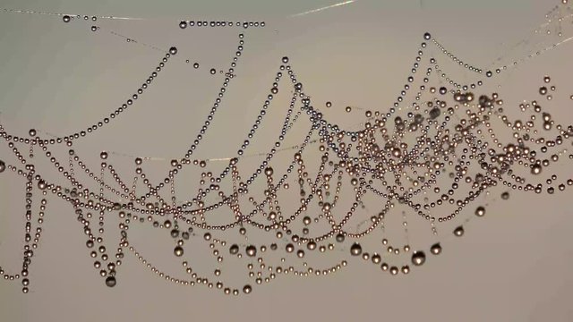 Tautropfen glitzern an Spinnfaden, Herbst, 4 K - Video