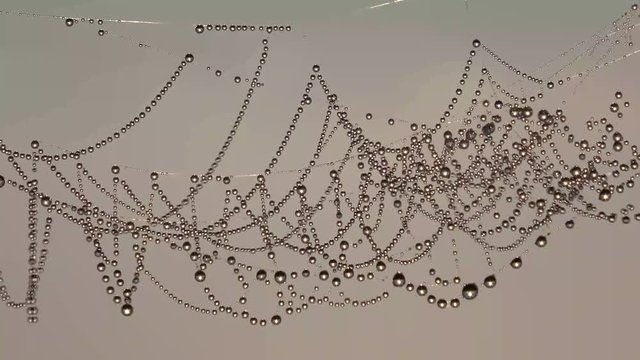 Tautropfen glitzern an Spinnfaden, Herbst, 4 K - Video