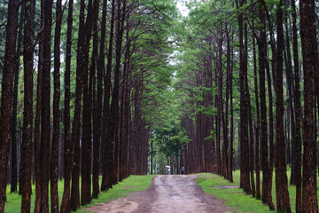 Bo kaeo pine tree garden, Chiang Mai, Thailand