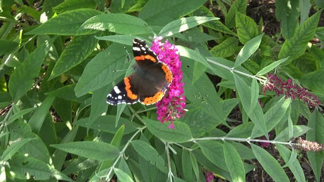 Red Admiral butterfly feeds on lilac buddleia bush
