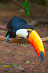 Colorful tucan