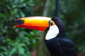 Naklejka premium Colorful tucan