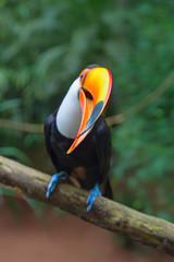 Colorful tucan