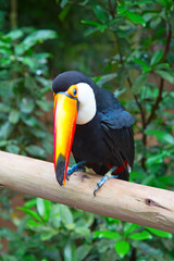 Colorful tucan
