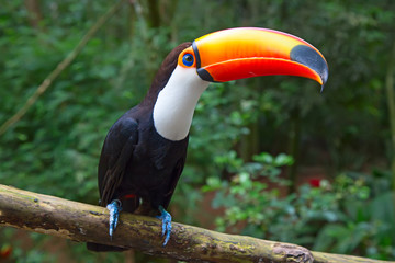 Colorful tucan
