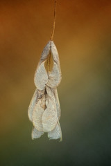 Dry seeds in the sun rays on the air