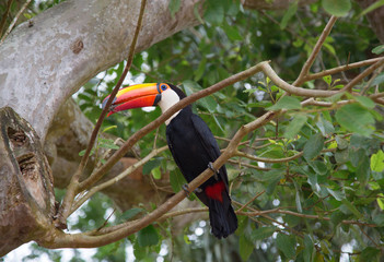 Colorful tucan