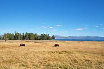 Bison