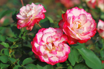Drei rot-weisse Rosen mit Wassertropfen