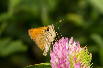 Butterfly Thymelicus Sylvestris drinks nectar from a flower of c