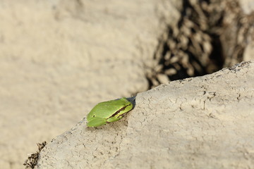 Grüner Frosch auf einem Stein
