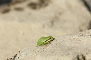 Grüner Frosch auf einem Stein