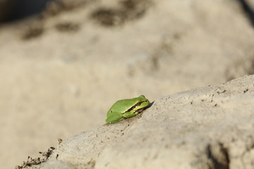 Grüner Frosch auf einem Stein