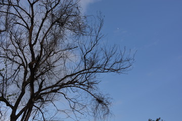 dead tree 
