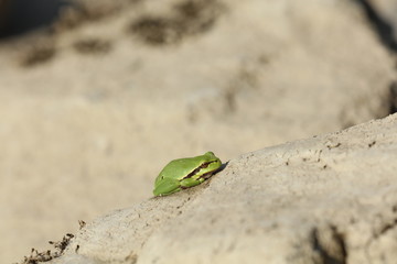 Grüner Frosch auf einem Stein