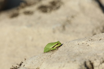 Grüner Frosch auf einem Stein