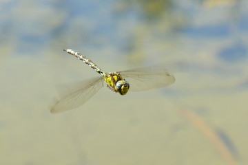 Libelle Mosaikjungfer Aeshna cyanea im Flug