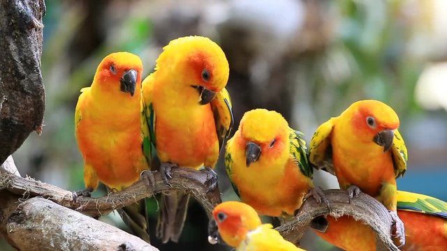 Group sun conure parrot on tree branch.
