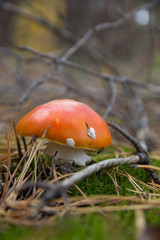 Large mushroom amanita