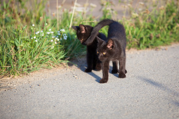 Fototapeta na wymiar Two black small kittens on the road in countryside