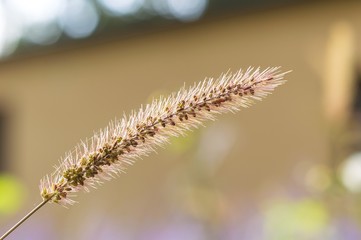 Flower grass impact sunlight in autumn