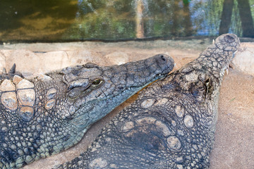 Naklejka premium Huge crocodile basking in the sun