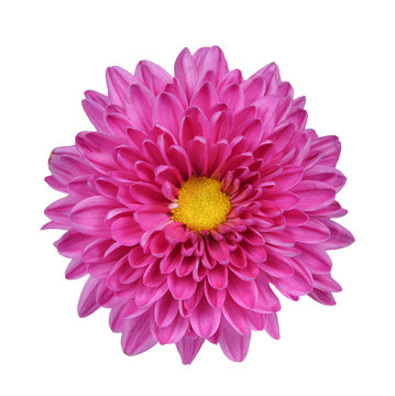  Pink And Purple Flower Isolated On White