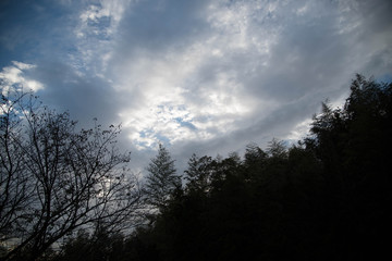 木 青空 雲
