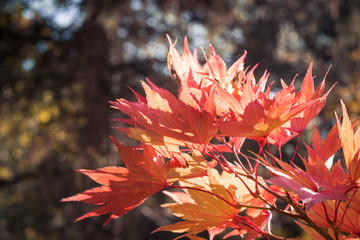 autumn leaves in orange light