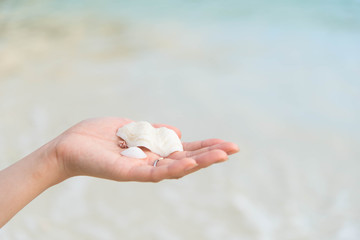 拾い集めた貝がら