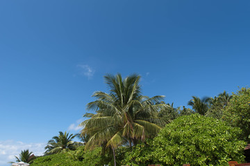 Fototapeta na wymiar 椰子の木 南国 トロピカル