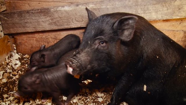 Farm. Black Mini Pig With Its Babies Staying in Enclosure. Wooden Walls. Cute Baby Pigs Walking Around. Closeup