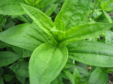Echtes Seifenkraut