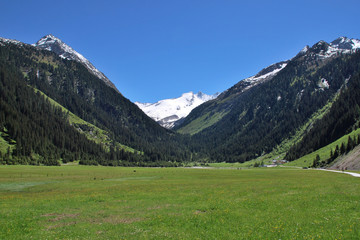 Fototapeta na wymiar Frühsommer in der Finkau, Zillertaler Alpen, Österreich