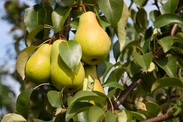 pears on a branch