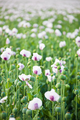 Field of white poppies