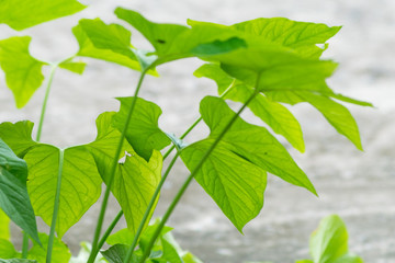 Fototapeta na wymiar close up green plant leaves