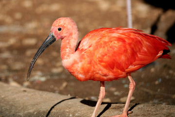 Ibis