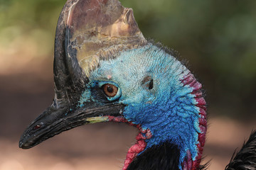 Casoar &agrave; casque