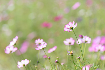 コスモス
