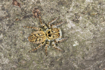 Jumping spider Carrhotus xanthogramma