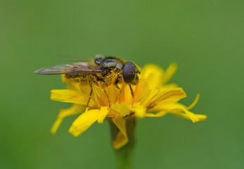 Schwebfliege Syrphidae gelbe Blume Pollen