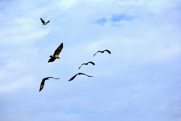 Flying eagle on the blue sky