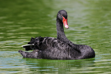 Black swan Cygnus astratus