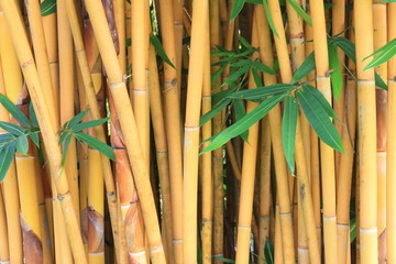 Yellow bamboo background
