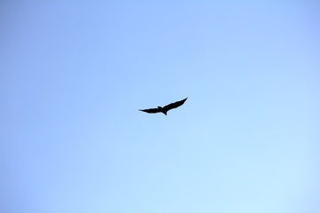 Fototapeta na wymiar Flying eagle on the blue sky