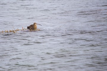 Eurasian curlew (Numenius arquata)