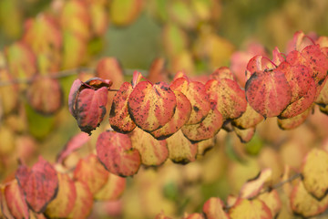 Colors of Autumn