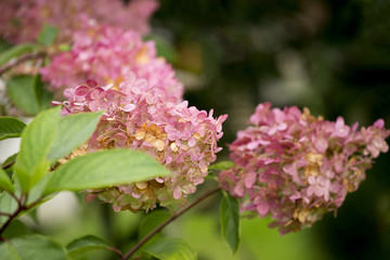 autumnal hydrangea